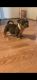 American Bully Puppies for sale in Whitney, TX 76692, USA. price: NA