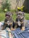 American Bully Puppies for sale in Baltimore, MD, USA. price: $3,000