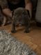American Bully Puppies for sale in Athens, TN 37303, USA. price: $4,000