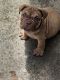 American Bully Puppies for sale in Fort Myers, FL, USA. price: $4,500