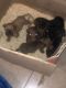 American Bully Puppies for sale in Fort Lauderdale, FL, USA. price: $750