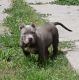 American Bully Puppies for sale in Toledo, OH, USA. price: $2,500