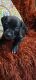 American Bully Puppies for sale in Nashville, TN, USA. price: $400