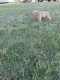 American Bully Puppies for sale in Oshkosh, WI, USA. price: NA