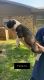American Bully Puppies for sale in Reno, TX 75462, USA. price: NA