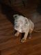 American Bully Puppies for sale in Minneapolis, MN, USA. price: $2,500