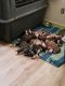 American Bully Puppies for sale in Cleveland, OH, USA. price: $200