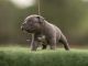 American Bully Puppies for sale in Morrow, GA 30260, USA. price: NA