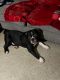 American Bully Puppies for sale in Brooklyn, NY 11223, USA. price: NA