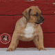 American Bully Puppies for sale in Freetown, MA, USA. price: $2,000