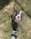 American Bully Puppies for sale in Kansas City, MO, USA. price: $500