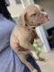 American Bully Puppies for sale in Union City, GA, USA. price: $250