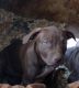 American Bully Puppies for sale in 1566 S 2000 E St, Spanish Fork, UT 84660, USA. price: NA