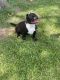 American Bully Puppies for sale in El Campo, TX 77437, USA. price: NA