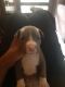 American Bully Puppies for sale in Chandigarh, India. price: 15000 INR