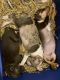 American Bully Puppies for sale in Salisbury, MD, USA. price: $2,500