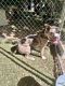 American Bully Puppies for sale in Jonesville, NC 28642, USA. price: NA