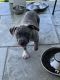 American Bully Puppies for sale in Menifee, CA, USA. price: NA