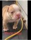 American Bully Puppies for sale in Stamford, CT, USA. price: NA