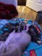 American Bully Puppies for sale in Hackettstown, NJ 07840, USA. price: $2,500