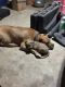 American Bully Puppies for sale in Pontotoc County, OK, USA. price: NA