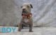 American Bully Puppies for sale in Murrieta, CA, USA. price: NA