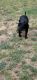American Bully Puppies for sale in Oklahoma City, OK, USA. price: $1,000
