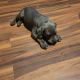 American Bully Puppies for sale in Hanover Township, PA, USA. price: NA