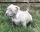 American Bully Puppies for sale in Lancaster, PA, USA. price: $1,500