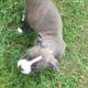 American Bully Puppies for sale in Dudley, MA 01571, USA. price: NA