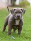 American Bully Puppies for sale in St. Louis, MO, USA. price: $5,000