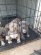 American Bully Puppies for sale in Oklahoma City, OK 73159, USA. price: $300