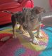 American Bully Puppies for sale in Aventura, FL, USA. price: NA