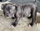 American Bully Puppies for sale in Irving, TX 75062, USA. price: NA