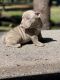 American Bully Puppies for sale in Tampa, FL, USA. price: $3,500
