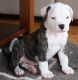 American Bully Puppies for sale in Ashburn, VA, USA. price: $480