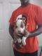 American Bully Puppies for sale in Columbia, SC, USA. price: $800