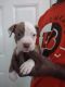 American Bully Puppies for sale in Columbia, SC, USA. price: $800