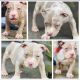 American Bully Puppies for sale in Columbus, OH, USA. price: $2,500