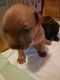 American Bully Puppies for sale in Binghamton, NY, USA. price: $200