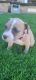 American Bully Puppies for sale in Stockton, CA, USA. price: $2,500