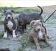 American Bully Puppies for sale in Newburgh, NY 12550, USA. price: $1,000