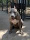 American Bully Puppies for sale in San Antonio, TX, USA. price: $800