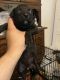 American Bully Puppies for sale in Sycamore, IL, USA. price: NA