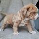 American Bully Puppies for sale in Chipley, FL 32428, USA. price: NA
