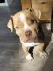 American Bully Puppies for sale in Fort Collins, CO, USA. price: $650