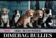 American Bully Puppies for sale in St Peters, MO, USA. price: NA