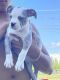 American Bully Puppies for sale in Paulsboro, NJ 08066, USA. price: $1,200