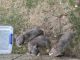 American Bully Puppies for sale in Norman, OK, USA. price: NA
