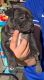 American Bully Puppies for sale in Fresno, CA, USA. price: $800
